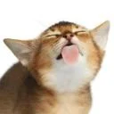 SearXNG HTTP MCP